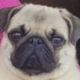 Pugs from Casull Pugs