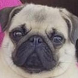 Pugs from Casull Pugs