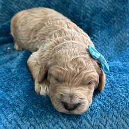 Icicle - Apricot female Goldendoodle puppy in Camden, North Carolina from Oopsie Doodles of NC