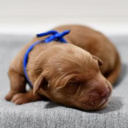 Blueberry - Dark golden male Golden Retriever puppy in Strawberry Plains, Tennessee from Origins Goldens