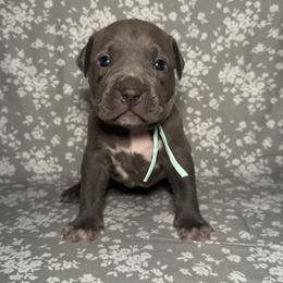 American Bully Puppies from M&M XL Bully Kennel