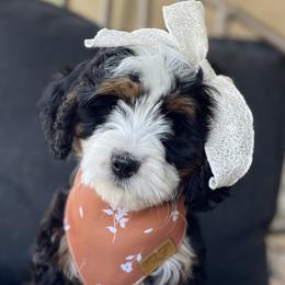 Bernedoodles from The Puppy Nest
