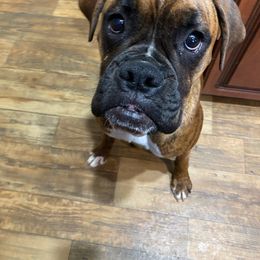Thor - Boxer