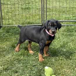 Doberman Pinscher Puppies from Jensen Dobermans