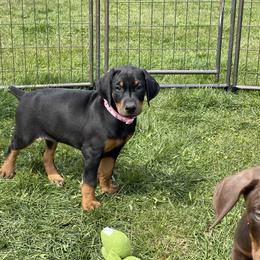 Doberman Pinscher Puppies from Jensen Dobermans