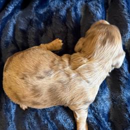 Santa - Dapple male Dachshund puppy in Tonopah, Arizona from Brandie's Dachshunds