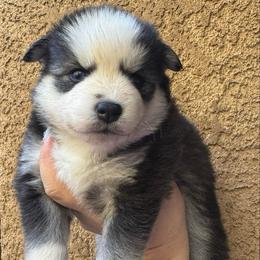 Honey - Silver and white female Pomsky puppy in La Verne, California from Red Cedar Pomskies