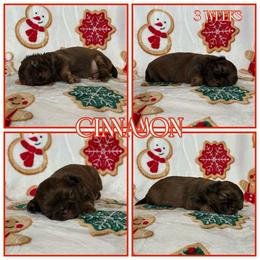 Cinnamon - Red female Shih Tzu puppy in Yelm, Washington from Lala's All Star Shih Tzu