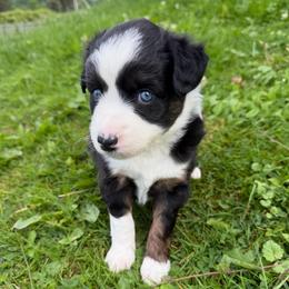 Girl 1 - Black tri female Miniature Australian Shepherd puppy in Olean, New York from Windy River Mini Aussie