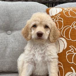 Wilson Family's Bogey - Cream male Goldendoodle puppy in Norman, Oklahoma from Wilson Family Companions