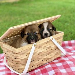 Border Collie and English Shepherd Puppies from Kefi Collie Co