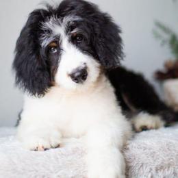 Nitro - Black tri-color male Aussiedoodle puppy in Tonopah, Arizona from Kae's Kennels