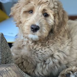Bernedoodle and Poodle Puppies from Ohio Doodles N Poodles