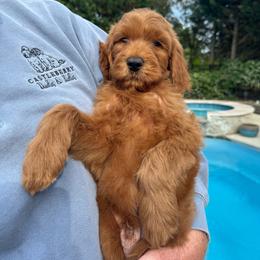 Red - Red  male Goldendoodle puppy in Indian Trail, North Carolina from Castleberry Doodles and Poodles