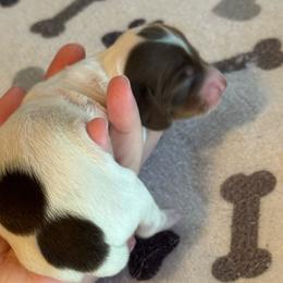 Winston - Piebald male Dachshund puppy in Staley, North Carolina from Langley Farms Dachshunds