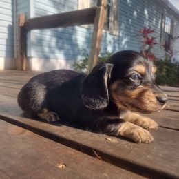 Dachshund Puppies from Katrina's Dachshunds