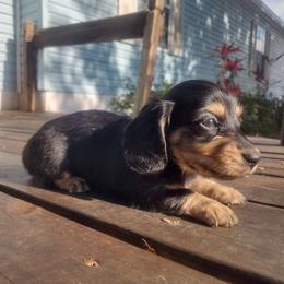 Dachshund Puppies from Katrina's Dachshunds