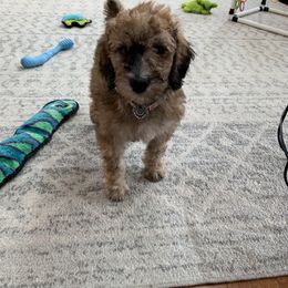Bernedoodle and Poodle Puppies from Sunset Family Farm