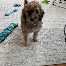 Bernedoodle and Poodle Puppies from Sunset Family Farm