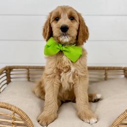 Pistachio - Green Collar - Apricot male Goldendoodle puppy in The Woodlands, Texas from Golden Fields Doodles