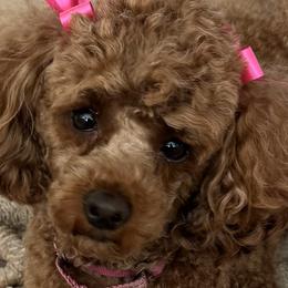 Poodles from Little Gall Reds