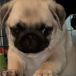 Pug Puppies from Pickwick Pugs