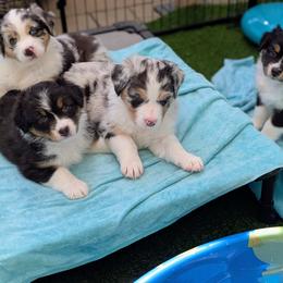 Paddles - Blue merle female Australian Shepherd puppy in Rhode Island from Ocean Cliff Aussies