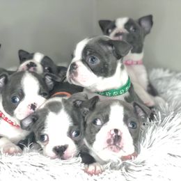 Boston Terrier Puppies from Kline Kennels