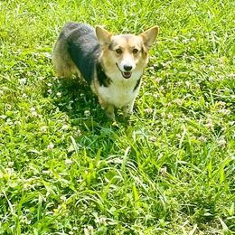 Mocca - Black and tan female Pembroke Welsh Corgi puppy in Adairsville, Georgia from R&R Corgis