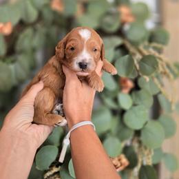 Gray Collar - Red  male Goldendoodle puppy in Somerville, Alabama from Southern Enchanted Doodles