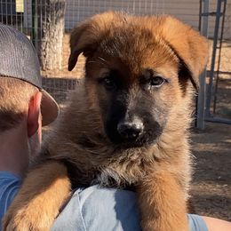 German Shepherd Puppies from Prairieland German Shepherds