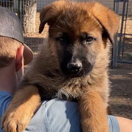 German Shepherd Puppies from Prairieland German Shepherds