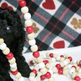 Poodles from Christina's Poodles