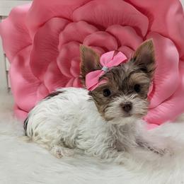 Mocha - Chocolate, tan and white female Yorkshire Terrier puppy in Austin, Texas from Rhine Valley Yorkies