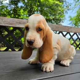 Xavier - Red and white male Basset Hound puppy in Denison, Texas from Emma Lou's Baby Bassets