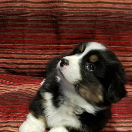 Pembroke Welsh Corgi Puppies from The Clever Corgi
