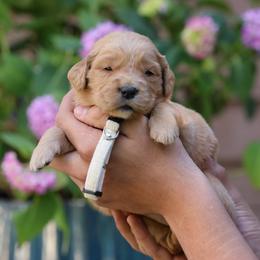 Lavender - Golden female Golden Retriever puppy in Payette, Idaho from Stonewick Retrievers