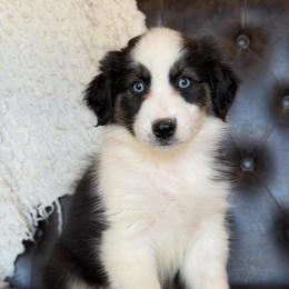 Stella- Has Tail and Videos - Black tri-color female Australian Shepherd puppy in Troy, South Carolina from Lana Corley- Australian Shepherds of 3/W Farms