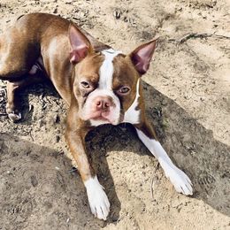 Boston Terrier All Grown Up from Them Boys Game Farm
