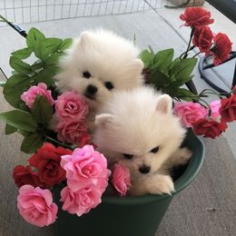 Pomeranian Puppies from White Pomeranians For You .com
