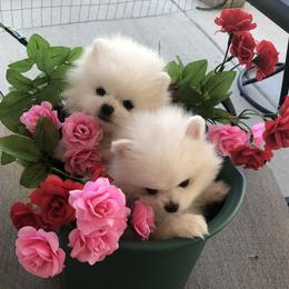 Pomeranian Puppies from White Pomeranians For You .com