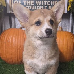 "Jewel female " Basset Hound and Pembroke Welsh Corgi Puppies from 4 Sail Quarter Horses and Corgis