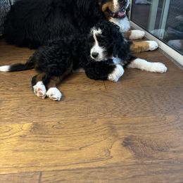Bernedoodle Puppies from Palmetto Bernedoodles Boutique