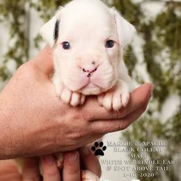 Boxer Puppies from Hawk Creek Boxers