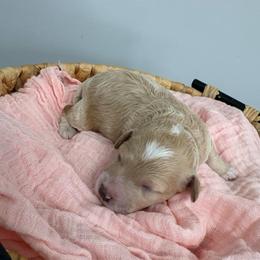 Belle - Apricot female Goldendoodle puppy in Calico Rock, Arkansas from Cottrell’s Poodles & Doodles