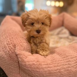 Poppy - Wheaten male Miniature Schnauzer puppy in Orange City, Florida from Xaysha’s Miniature Schnauzers
