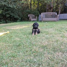 Ember - Black phantom female Aussiedoodle puppy in Yacolt, Washington from Aussiedoodles by Maggie