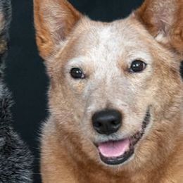 Australian Cattle Dogs from Linda Griffith's Cattle Dogs