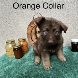 Orange Collar Boy - Sable male German Shepherd puppy in Columbus, Mississippi from Olde Wolfe German Shepherds
