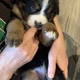 Honey - Black rust and white female Bernese Mountain Dog puppy in Rural Retreat, Virginia from Bernese Bunker